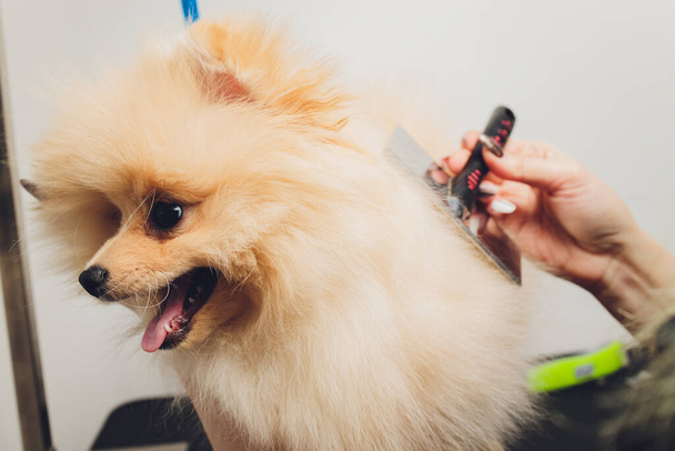 Hand doing grooming, haircut, combing wool of beautiful happy Pomeranian Spitz dog. - Photo, image