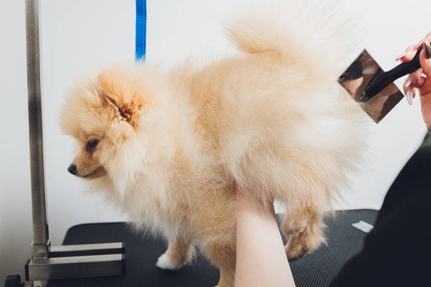 Hand doing grooming, haircut, combing wool of beautiful happy Pomeranian Spitz dog. - Foto, Imagem