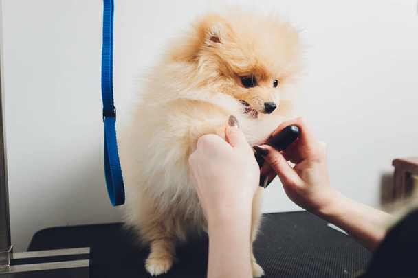 Hand doing grooming, haircut, combing wool of beautiful happy Pomeranian Spitz dog. - Фото, изображение