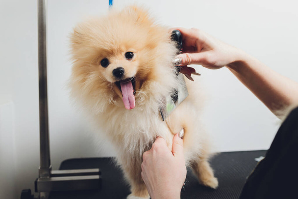 Hand doing grooming, haircut, combing wool of beautiful happy Pomeranian Spitz dog. - Photo, Image