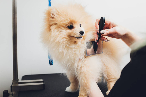 Hand doing grooming, haircut, combing wool of beautiful happy Pomeranian Spitz dog. - Zdjęcie, obraz
