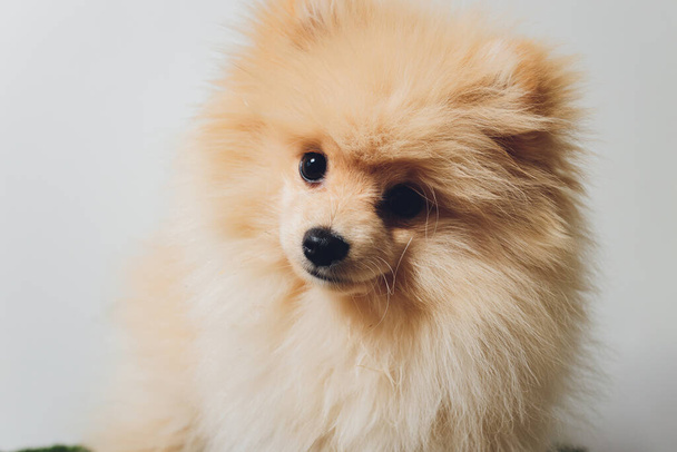Pomeranian spitz. Cute fluffy charming red-haired Pomeranian Spitz. - Фото, зображення