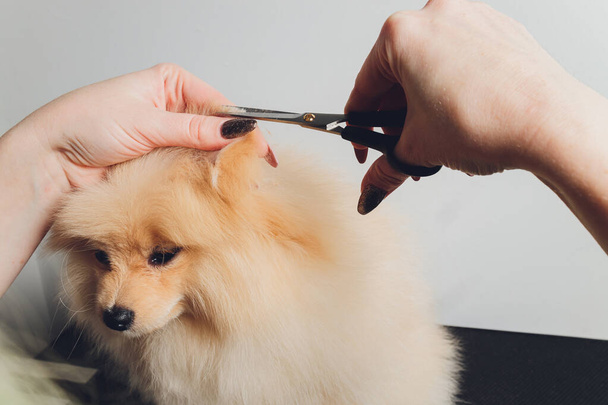 A small Pomeranian pinned its ears on top of it a hand with a pair of milling scissors. - Fotoğraf, Görsel