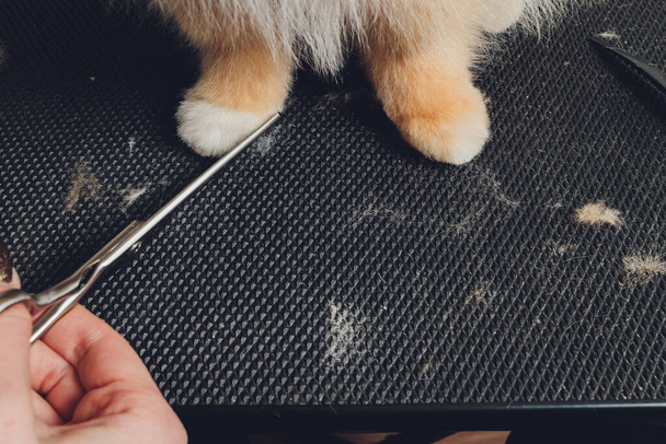 professional groomer trimming long-haried dog paws, animal foot care cuting fur. - Photo, Image