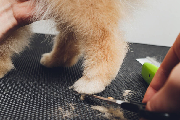 professional groomer trimming long-haried dog paws, animal foot care cuting fur. - Фото, изображение