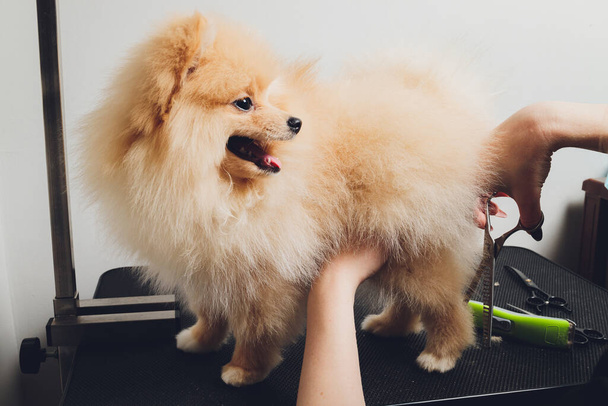 professional groomer trimming long-haried dog paws, animal foot care cuting fur. - Foto, afbeelding