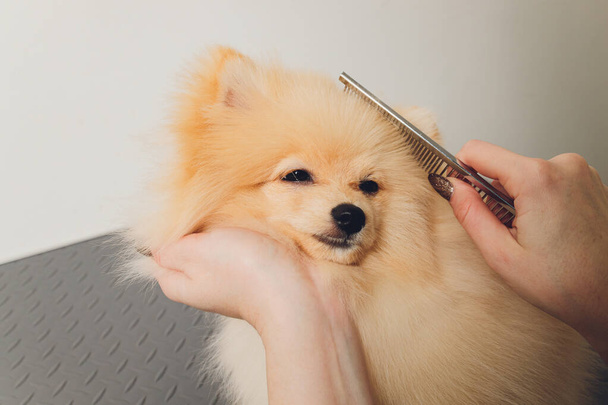 A small Pomeranian pinned its ears on top of it a hand with a pair of milling scissors. - Photo, image
