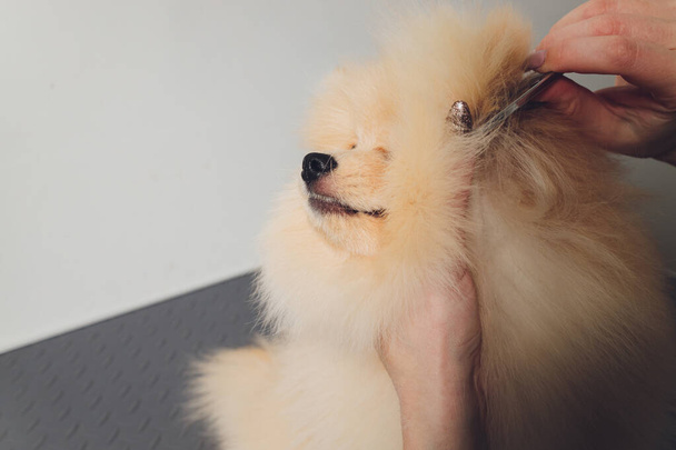 Hand doing grooming, haircut, combing wool of beautiful happy Pomeranian Spitz dog. - 写真・画像
