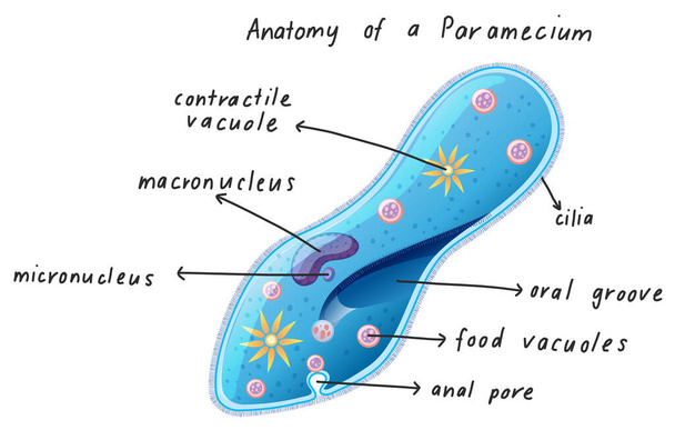 Anatomie van een Paramecium illustratie - Vector, afbeelding
