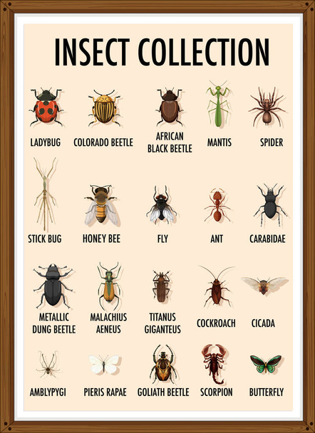 Set of insect collection in wooden frame illustration - Διάνυσμα, εικόνα