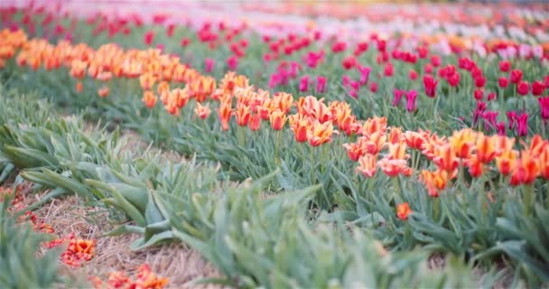 Barevné kvetoucí tulipány na zemědělském poli. Květinová plantáž. Barevné oranžové červené tulipány - Záběry, video