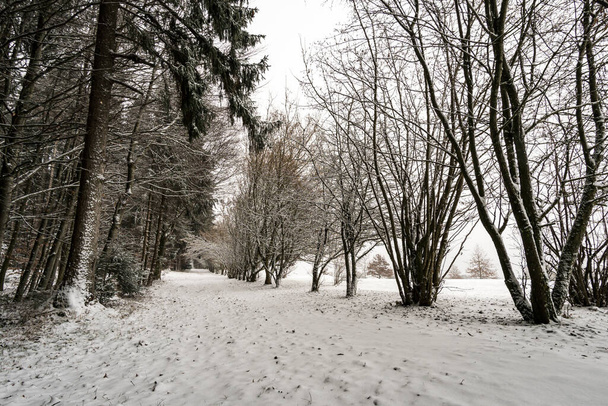 Escursione attraverso la foresta invernale innevata nel nord del Lago di Costanza a Hoechsten vicino Illmensee - Foto, immagini