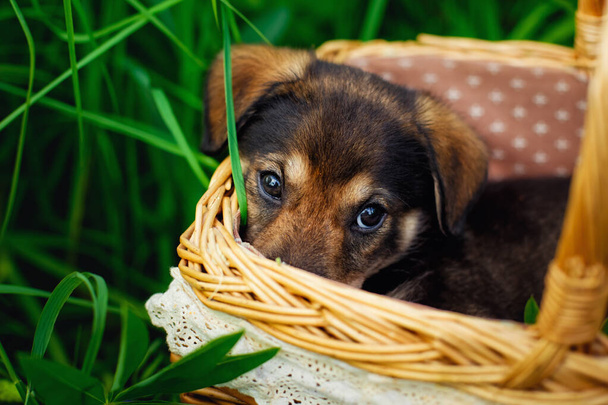 Portrét pastýřského štěněte. Malý pes leží v koši mezi trávou. Roztomilé štěně vypadá z košíku. - Fotografie, Obrázek