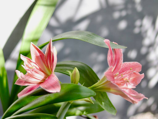 Amaryllis (tribe Amaryllideae), small genus of flowering bulbs, use for cultivars of the genus Hippeastrum, Plants of the Amaryllis known as belladonna lily is pride, determination and radiant beauty. - Photo, Image
