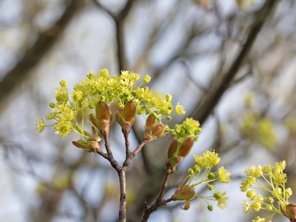 Blooming Norway maple, acer platanoides, in spring - Photo, Image