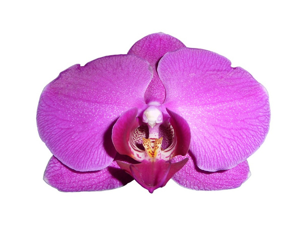 Orchidee - Orchidaceae - Foto, immagini