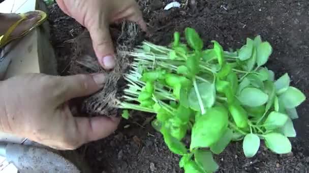 Planting Basil - Πλάνα, βίντεο