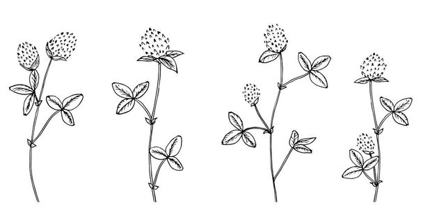 Black clover flower isolated on white background. Simple botanical illustration. Element design for fabric. - Vector, Image