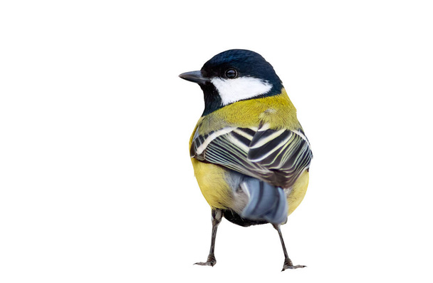 Isolated bird. White background. Great tit. - Foto, immagini