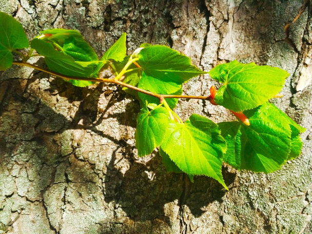 Ein Zweig neuen Lebens an einem strahlenden Frühlingstag, natürlicher Hintergrund  - Foto, Bild