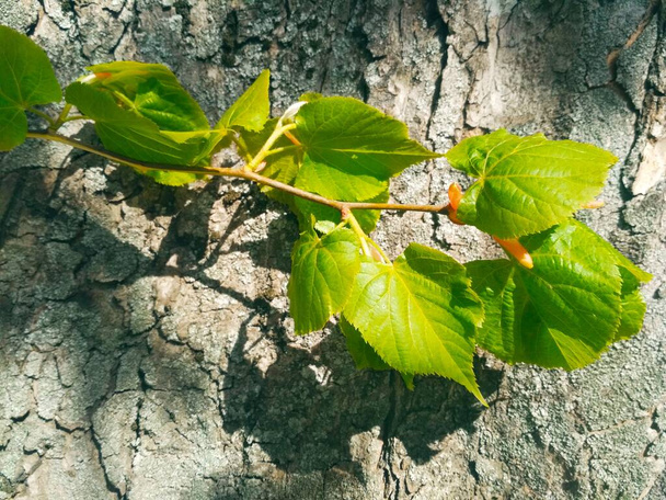 明るい春の日に新しい生活の枝、自然の背景  - 写真・画像