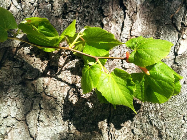 A branch of new life on a bright spring day, natural background  - Photo, Image