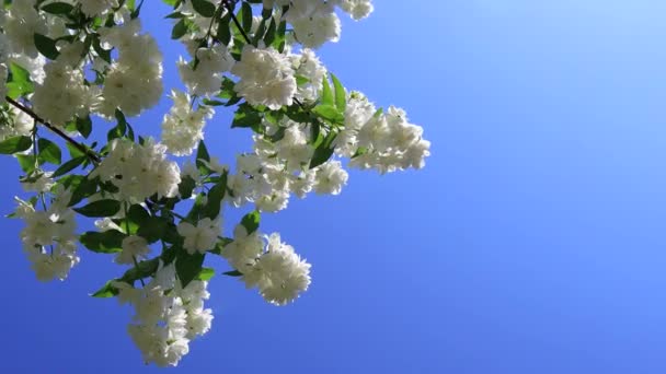 Gałęzie bujnego kwitnącego krzewu jaśminu w ogrodzie. Białe kwiaty frotte w wietrze na tle niebieskiego nieba - Materiał filmowy, wideo