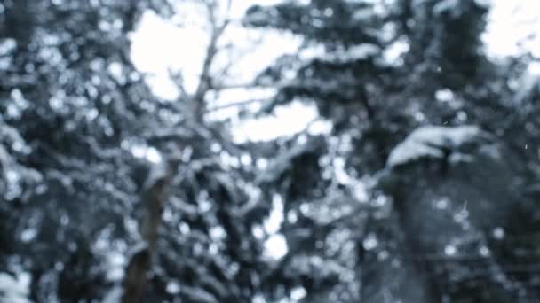 Winterliche Schneefälle mit Schneeflocken und Waldbäumen. Blick von unten - Filmmaterial, Video