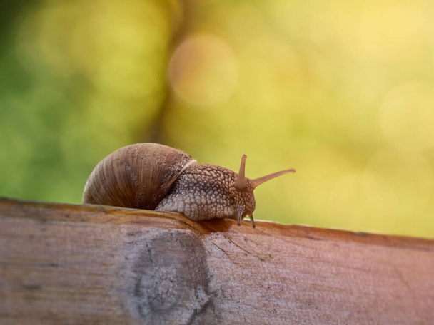 Slow grape snail crawl on the plank in the garden - Photo, Image