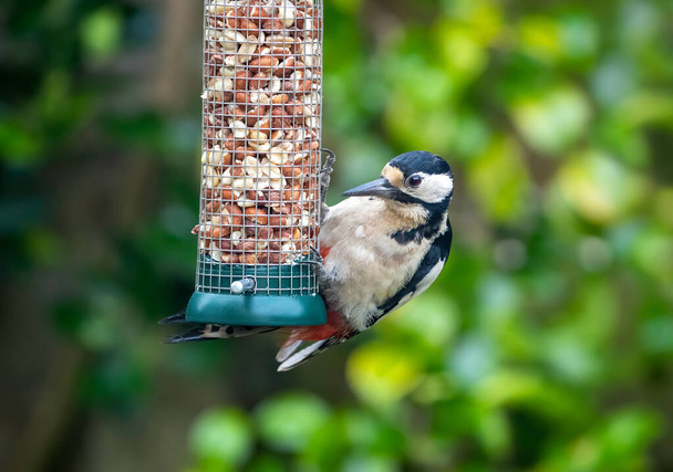 Female Great Spotted Woodpecker, Dendrocopos major, feeding from a hanging bird feeder filled with peanuts. Green foliage background. Hampshire, UK. - Photo, Image