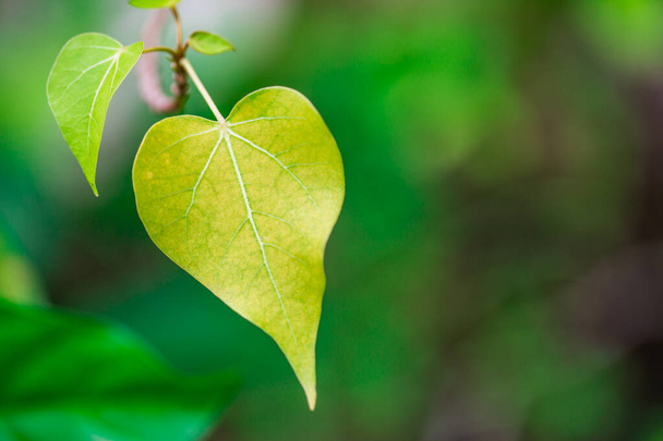 ハート型の葉を持つロマンチックな木の形、緑の葉の心の形。結晶鋭いハート型の葉 - 写真・画像