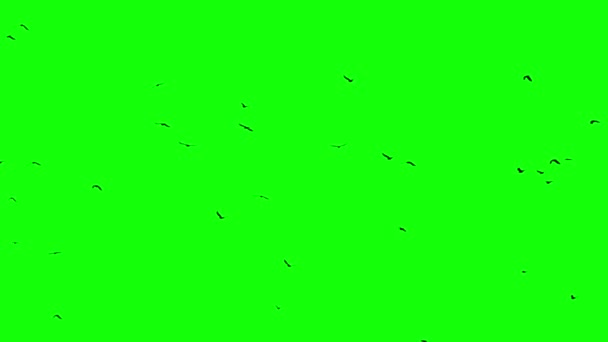 Chroma key pájaros cuervo flok en skyes siluetas - Metraje, vídeo