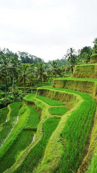 terraços de arroz verde
. - Foto, Imagem