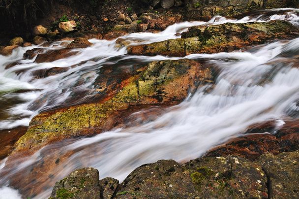 nehir ayı - Fotoğraf, Görsel