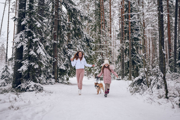 Joyeux famille jeune mère et petite fille mignonne en tenues chaudes roses marchant en s'amusant avec le chien shiba inu rouge dans la forêt d'hiver froide blanche enneigée à l'extérieur. Activités sportives familiales de vacances - Photo, image