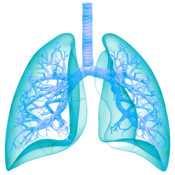 3D koncepce plicní anatomie lidského respiračního systému - Fotografie, Obrázek