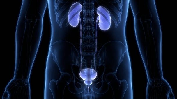 Menselijke urinewegen Nieren Anatomie. 3D - Foto, afbeelding