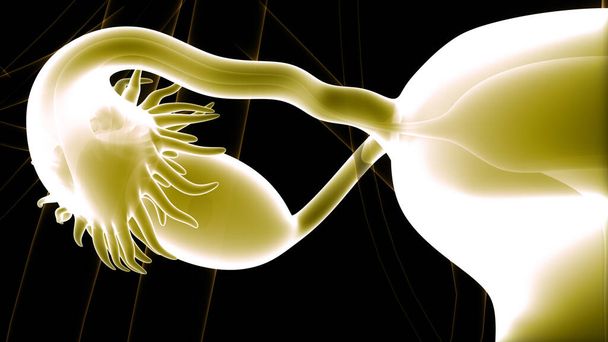 Weibliches Fortpflanzungssystem mit Nervensystem und Harnblasenanatomie. 3D - Foto, Bild