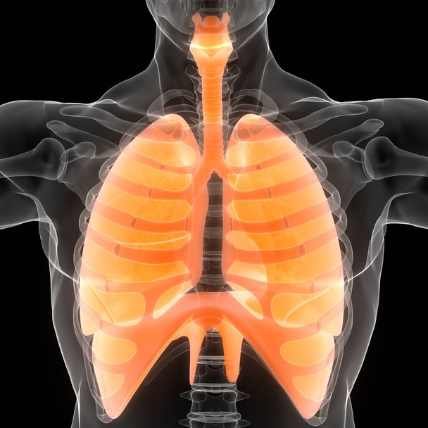 Sistema respiratório humano Pulmões com anatomia do diafragma. 3D - Foto, Imagem