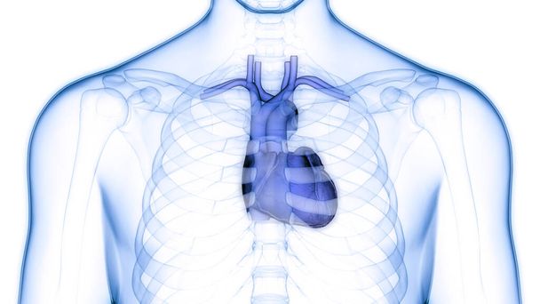Анатомия сердца системы кровообращения человека. 3D - Фото, изображение