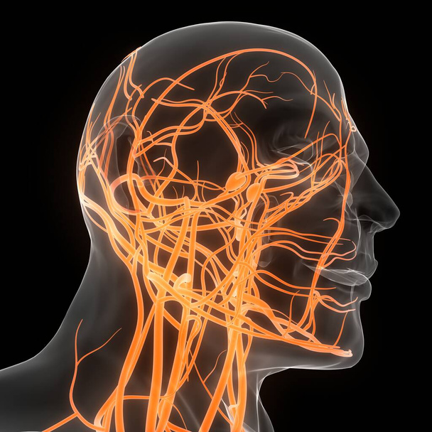 İnsan iç sistemi lenf düğümleri anatomisi. Üç Boyut - Fotoğraf, Görsel