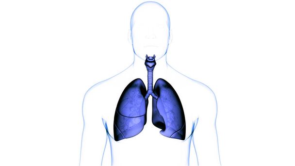 3D Concept van het menselijk ademhalingssysteem Longen Anatomie - Foto, afbeelding