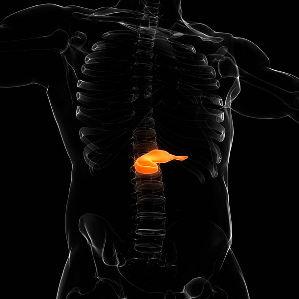 Anatomía del páncreas de órganos internos humanos. 3D - Foto, imagen