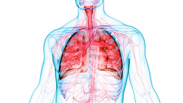 3D-концепция анатомии легких дыхательной системы человека - Фото, изображение