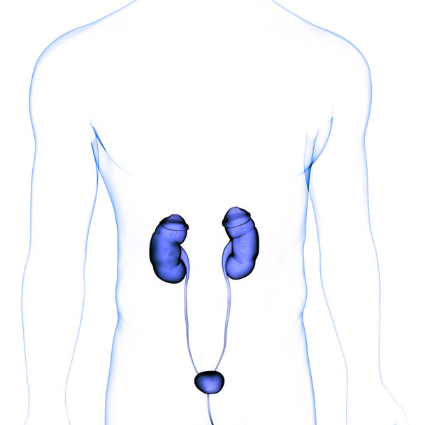 Anatomie des menschlichen Harnsystems Nieren. 3D - Foto, Bild