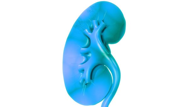 3D Illustration Concept of Human Kidney  - Photo, Image