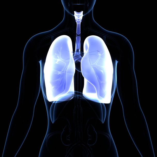 Emberi légzőszervi tüdő rekeszizom anatómiával. 3D - Fotó, kép