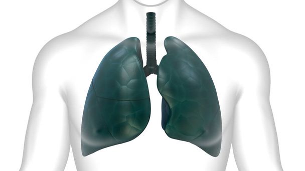 3D  Concept of Human Respiratory System Lungs Anatomy - Photo, Image