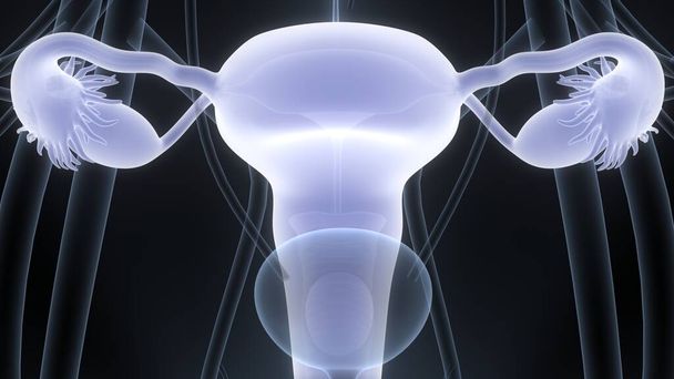 Жіноча репродуктивна система з нервовою системою і сечовим міхуром Анатомія. 3D - Фото, зображення