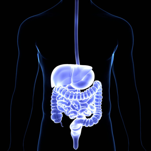 Anatomia do Sistema Digestivo Humano. 3D - Foto, Imagem